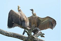 White-backed Vulture